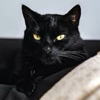 Black Cat Cards
