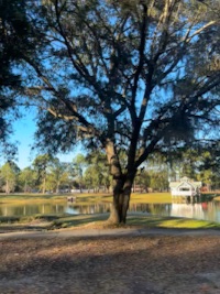 savannah