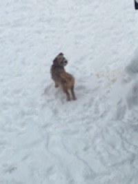 Kasper