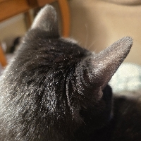 CraftyCat