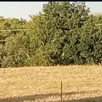 Harrison Turner
