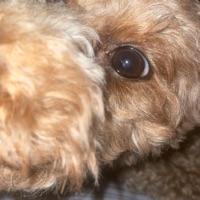 Coen