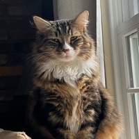 Griffin