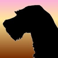 User profile