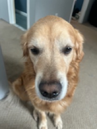 Joe