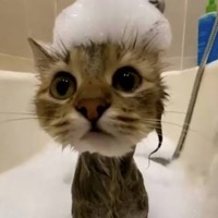 User profile image