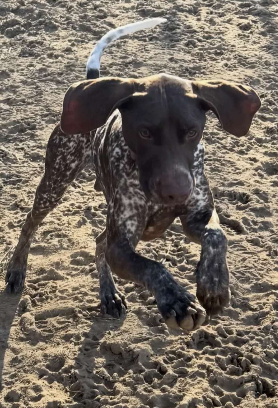Hank