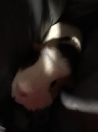 Jayce