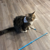 Cisco Cortez