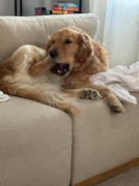 Cody