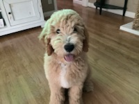 Maxwell