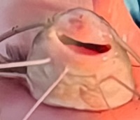 Conner Michael Haynes