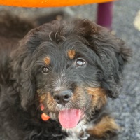 Tucker