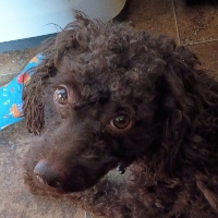 Verny Pup