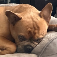Mickey Mastroianni