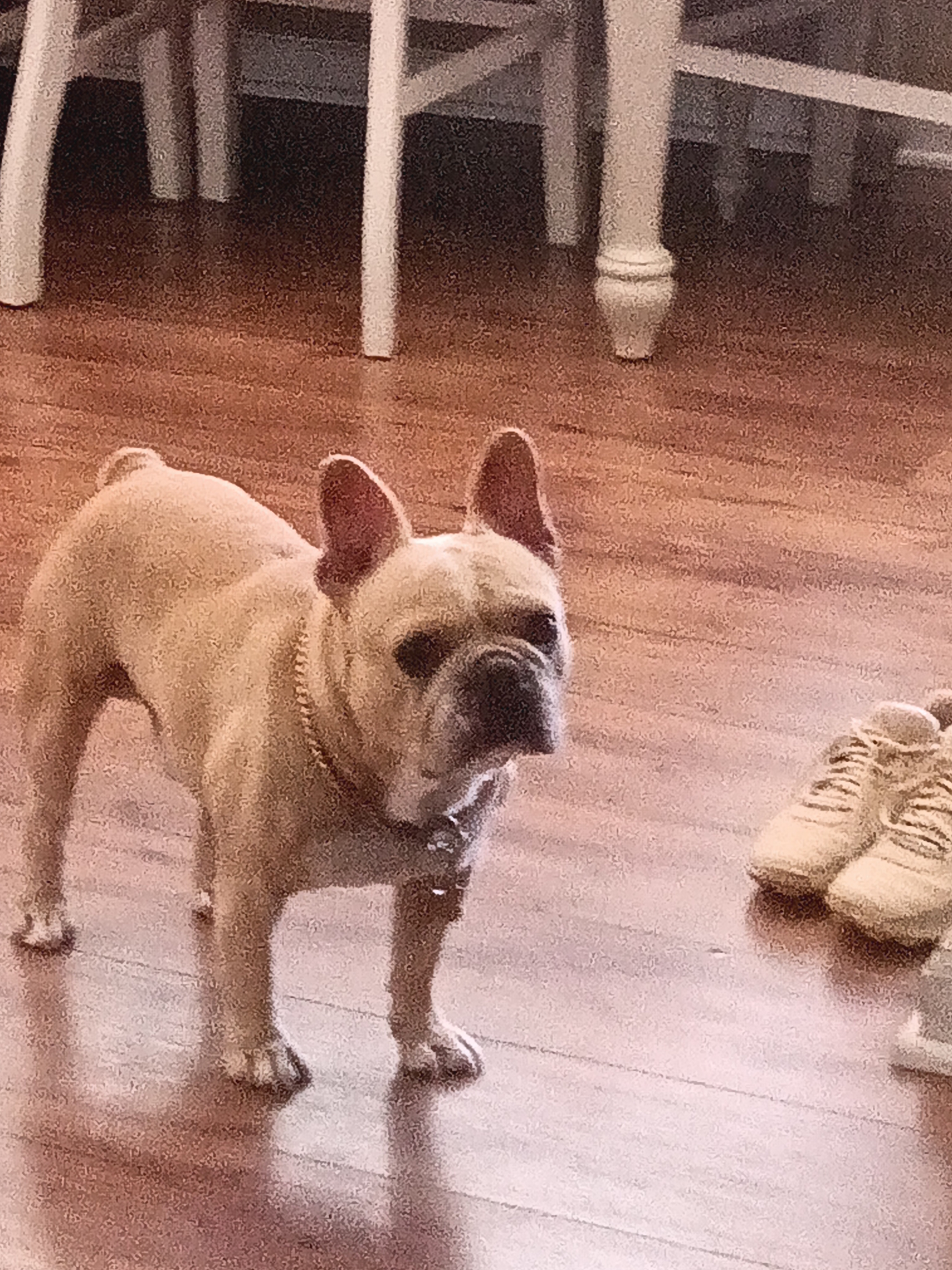 Dominic
