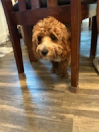 Owen