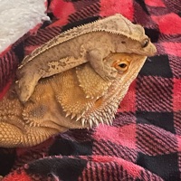 Pocket_Dino_PoPo