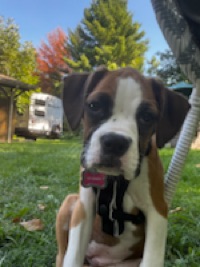Louie