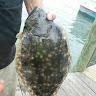 Everything Flounder