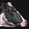 Liam McCarthy (The Evil Cow)
