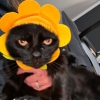 Finndog