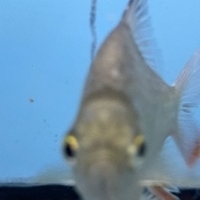 Dylan