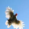 Flying Chicken Gaming