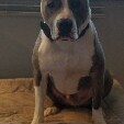scarfacepitbull