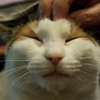 Deb
