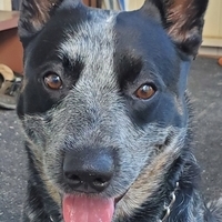 Wallace