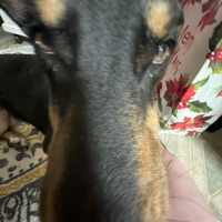 Eli