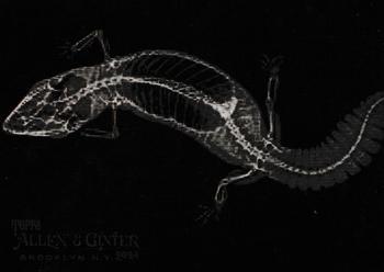 Fat-Tailed Gecko