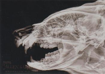 Black Bear
