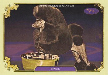 Spice