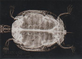 Western Pond Turtle