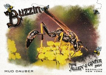 Mud Dauber