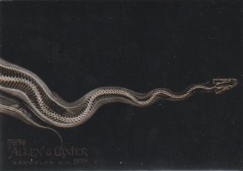 Ball Python