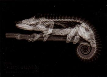 Mellers Chameleon
