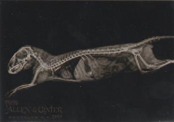 Dwarf Mongoose
