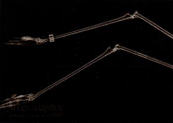 Greater Flamingo Legs