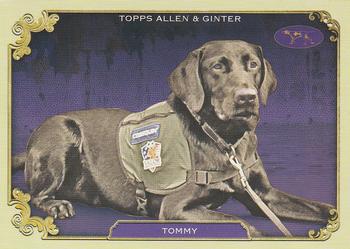Tommy