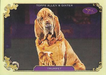 Trumpet
