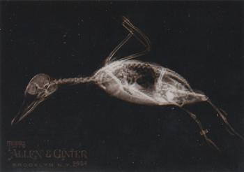 Bufflehead Duck