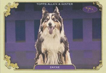 Zayne