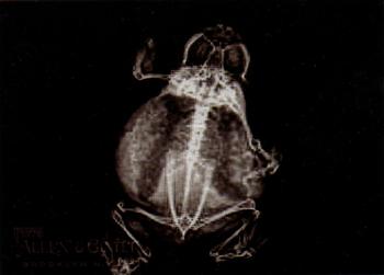 American bullfrog