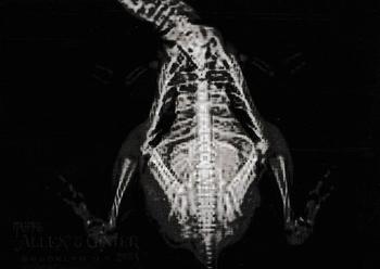 Humboldt Penguin