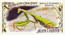 Devil's Flower Mantis