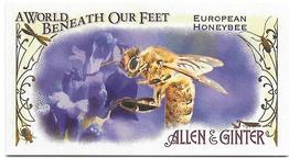 European Honeybee