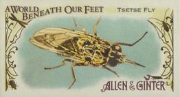 Tsetse Fly